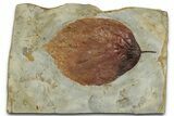 Colorful Fossil Leaf (Beringiaphyllum) - Montana #351966-1